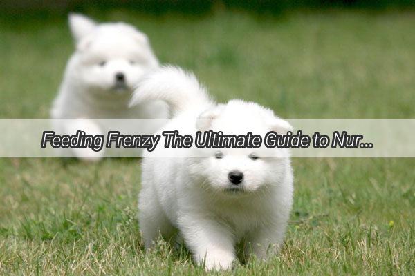 Feeding Frenzy The Ultimate Guide to Nurturing Your Twin Pups with Love and Care